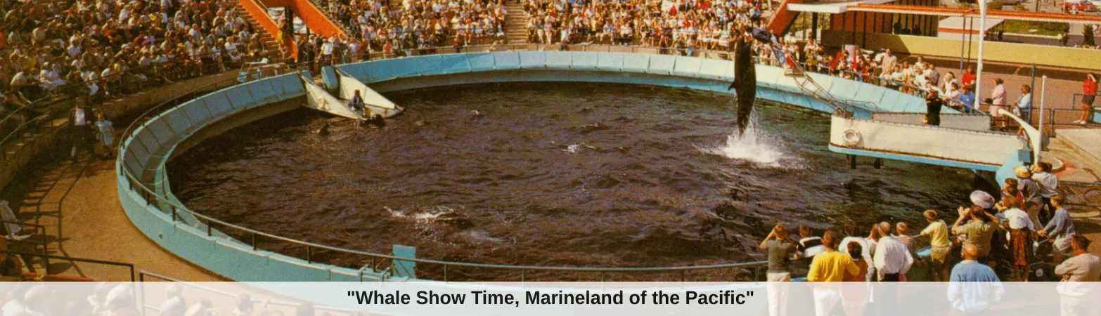 "Whale Show Time, Marineland of the Pacific"